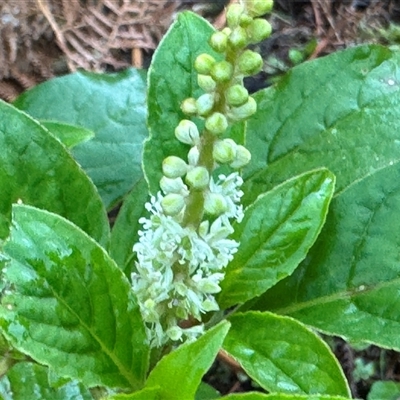 Phytolacca octandra (Inkweed) at Green Cape, NSW - 7 Dec 2024 by Hejor1