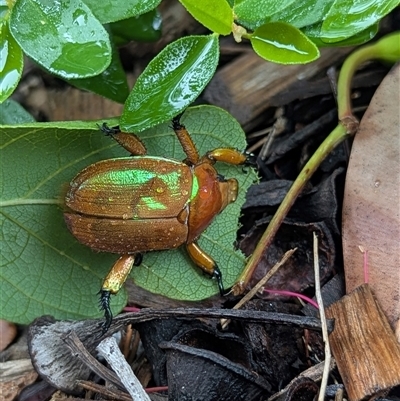 Anoplognathus sp. (genus) (Unidentified Christmas beetle) at Mount Kembla, NSW - 8 Dec 2024 by BackyardHabitatProject