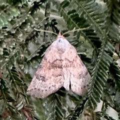 Mataeomera mesotaenia (Large Scale Moth) at Aranda, ACT - 8 Dec 2024 by KMcCue