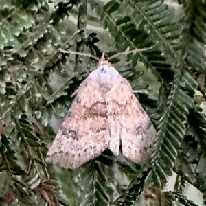 Mataeomera mesotaenia (Large Scale Moth) at Aranda, ACT by KMcCue