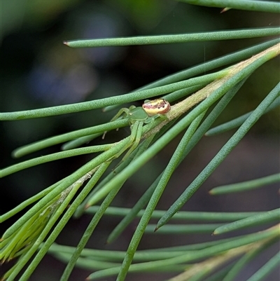 Tharpyna sp. (genus) at Mount Kembla, NSW - 8 Dec 2024 by BackyardHabitatProject