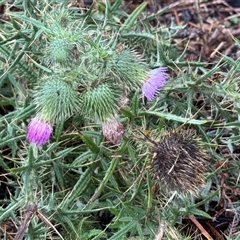 Cirsium vulgare (Spear Thistle) at Green Cape, NSW - 7 Dec 2024 by Hejor1