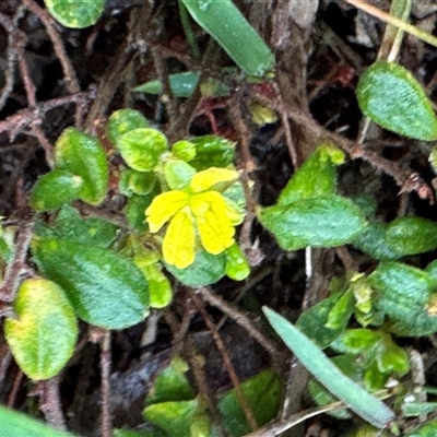 Goodenia ovata at Green Cape, NSW - 7 Dec 2024 by Hejor1