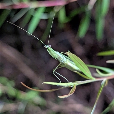 Pseudomantis albofimbriata (False garden mantis) at Mount Kembla, NSW - 5 Dec 2024 by BackyardHabitatProject