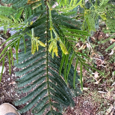 Acacia decurrens at Green Cape, NSW - 7 Dec 2024 by Hejor1