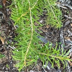 Melaleuca armillaris subsp. armillaris (Giant Honey-myrtle) at Green Cape, NSW - 7 Dec 2024 by Hejor1