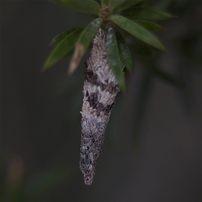 Conoeca or Lepidoscia (genera) IMMATURE at Green Cape, NSW - 7 Dec 2024 by Hejor1