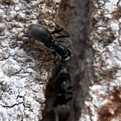 Formicidae (family) (Unidentified ant) at Green Cape, NSW - 7 Dec 2024 by Hejor1