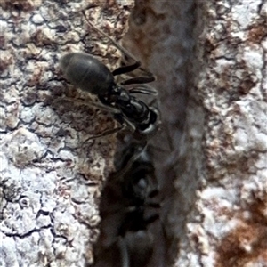 Formicidae (family) (Unidentified ant) at Green Cape, NSW by Hejor1