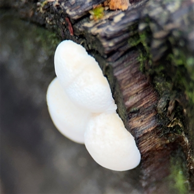 Polypore sp. at Green Cape, NSW - 7 Dec 2024 by Hejor1