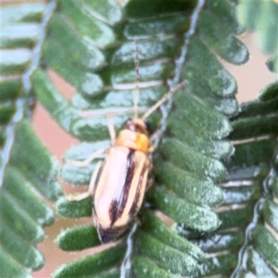 Monolepta sp. (genus) (Leaf beetle) at Green Cape, NSW - 7 Dec 2024 by Hejor1