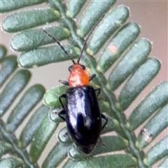 Monolepta sp. (genus) (Leaf beetle) at Green Cape, NSW - 7 Dec 2024 by Hejor1