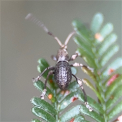 Curculionidae (family) (Unidentified weevil) at Green Cape, NSW - 7 Dec 2024 by Hejor1