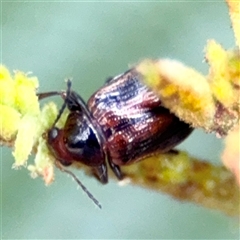 Eumolpinae (subfamily) (Unidentified Eumolpinae Leaf-beetle) at Green Cape, NSW - 7 Dec 2024 by Hejor1