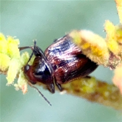 Eumolpinae (subfamily) (Unidentified Eumolpinae Leaf-beetle) at Green Cape, NSW - 7 Dec 2024 by Hejor1