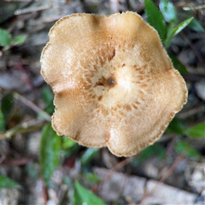 Lentinus arcularius (Fringed Polypore) at Green Cape, NSW by Hejor1