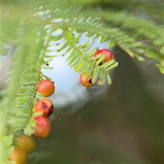 Unidentified gall of Acacia sp. at Green Cape, NSW - 7 Dec 2024 by Hejor1