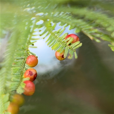 Unverified gall of Acacia sp. at Green Cape, NSW - 7 Dec 2024 by Hejor1