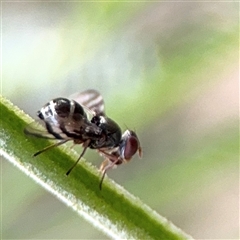 Lenophila sp. (Platystomatid fly) at Green Cape, NSW - 7 Dec 2024 by Hejor1