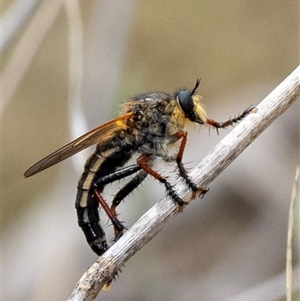 Neosaropogon sp. (genus) (A robber fly) at Murrumbateman, NSW by amiessmacro