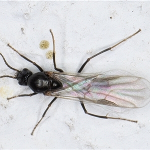 Camponotus sp. (genus) at Melba, ACT - 5 Dec 2024