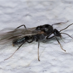 Camponotus sp. (genus) at Melba, ACT - 5 Dec 2024