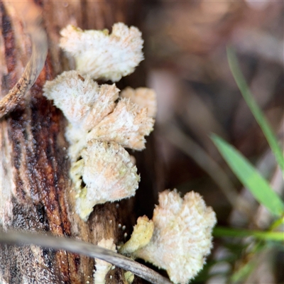 Schizophyllum commune at Green Cape, NSW - 7 Dec 2024 by Hejor1