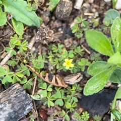 Oxalis sp. (Wood Sorrel) at Green Cape, NSW - 7 Dec 2024 by Hejor1