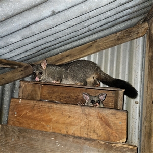 Trichosurus vulpecula (Common Brushtail Possum) at Braidwood, NSW by MatthewFrawley