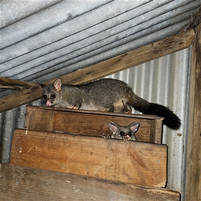 Trichosurus vulpecula (Common Brushtail Possum) at Braidwood, NSW - 8 Dec 2024 by MatthewFrawley