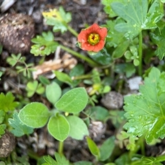 Modiola caroliniana (Red-flowered Mallow) at Green Cape, NSW - 7 Dec 2024 by Hejor1