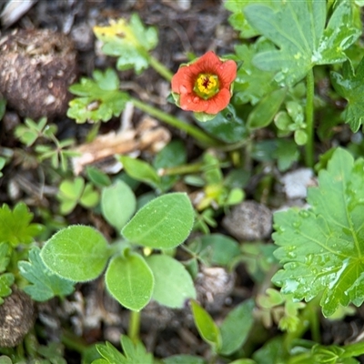 Modiola caroliniana (Red-flowered Mallow) at Green Cape, NSW - 7 Dec 2024 by Hejor1