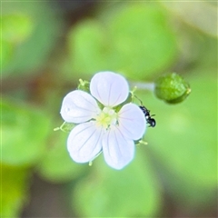 Geranium sp. (Geranium) at Green Cape, NSW - 7 Dec 2024 by Hejor1