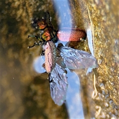 Coleoptera (order) (Unidentified Beetle) at Green Cape, NSW - 7 Dec 2024 by Hejor1