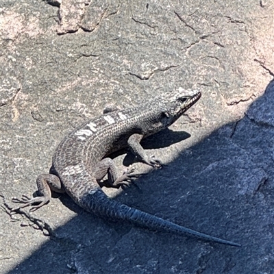 Egernia saxatilis intermedia (Black Rock Skink) at Green Cape, NSW - 7 Dec 2024 by Hejor1