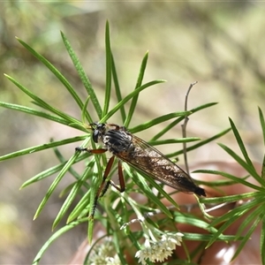 Zosteria sp. (genus) (Common brown robber fly) at Tennent, ACT by jmcleod