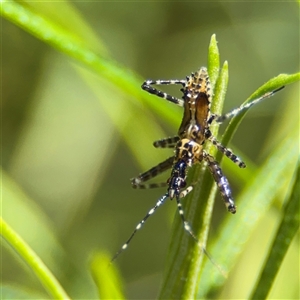 Pristhesancus plagipennis (Bee Killer Assassin Bug) at Green Cape, NSW by Hejor1