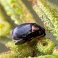 Arsipoda sp. (genus) (A flea beetle) at Edrom, NSW - 6 Dec 2024 by Hejor1