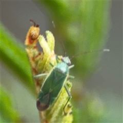 Miridae (family) (Unidentified plant bug) at Edrom, NSW - 6 Dec 2024 by Hejor1