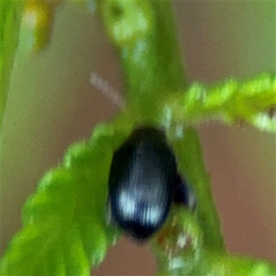 Arsipoda sp. (genus) (A flea beetle) at Edrom, NSW - 6 Dec 2024 by Hejor1