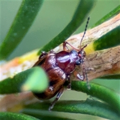 Eumolpinae (subfamily) (Unidentified Eumolpinae Leaf-beetle) at Edrom, NSW - 6 Dec 2024 by Hejor1