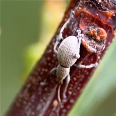 Merimnetes sp. (genus) (A weevil) at Edrom, NSW - 6 Dec 2024 by Hejor1