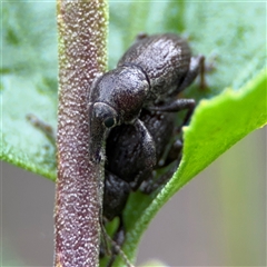 Perperus sp. (genus) (Weevil) at Edrom, NSW - 6 Dec 2024 by Hejor1