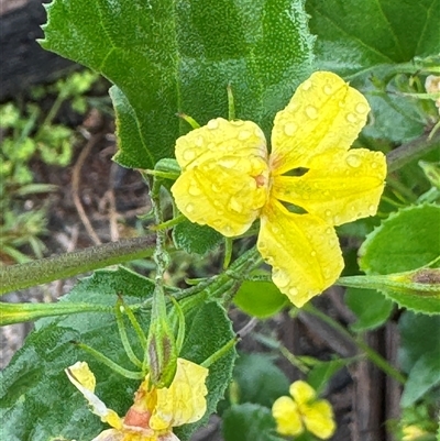 Goodenia ovata (Hop Goodenia) at Edrom, NSW - 7 Dec 2024 by Hejor1