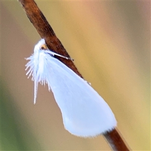 Tipanaea patulella (A Crambid moth) at Edrom, NSW by Hejor1