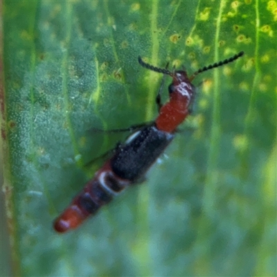 Paederus sp. (genus) (Whiplash rove beetle) at Edrom, NSW - 6 Dec 2024 by Hejor1