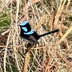 Malurus cyaneus (Superb Fairywren) at Eden, NSW - 7 Dec 2024 by Hejor1