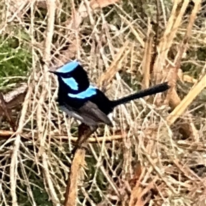 Malurus cyaneus (Superb Fairywren) at Eden, NSW by Hejor1