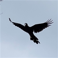 Zanda funerea (Yellow-tailed Black-Cockatoo) at Edrom, NSW - 6 Dec 2024 by Hejor1