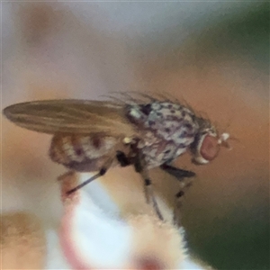 Drosophila sp. (genus) (Fruit Fly) at Green Cape, NSW by Hejor1